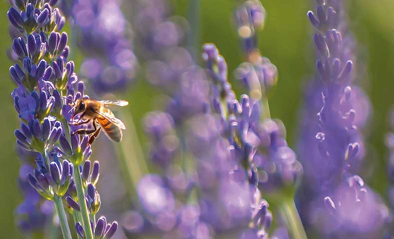 Vente de matériel apiculture équipement apiculteur Icko fournisseur