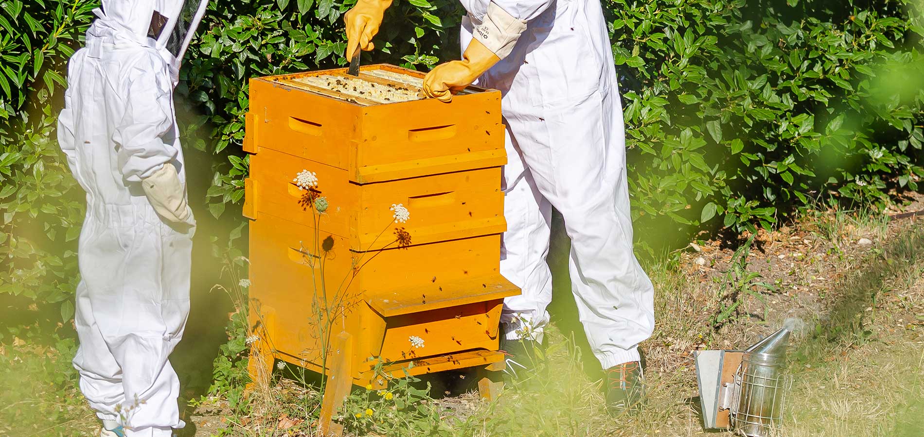 Ruche pour débutant