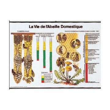 Tableau - La vie de l'abeille - 85 x 61 cm