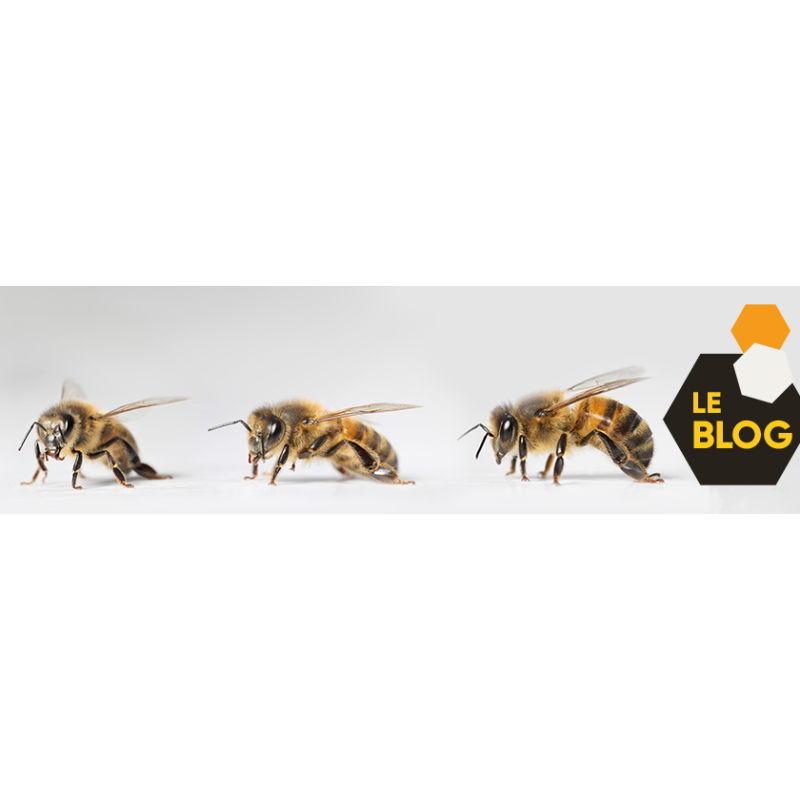 Hygiène de la ruche : Cartouche gaz 190 gr pour furet serpentin (GA009) -  Icko Apiculture