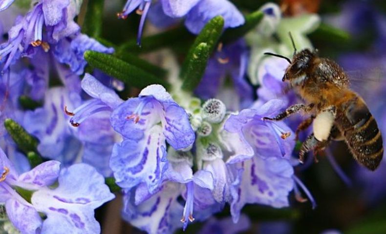 conseils apiculture mois par mois icko