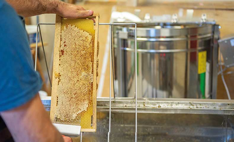 conseils apiculture mois par mois icko