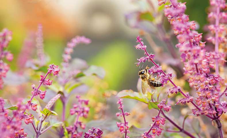 conseils apiculture mois par mois icko