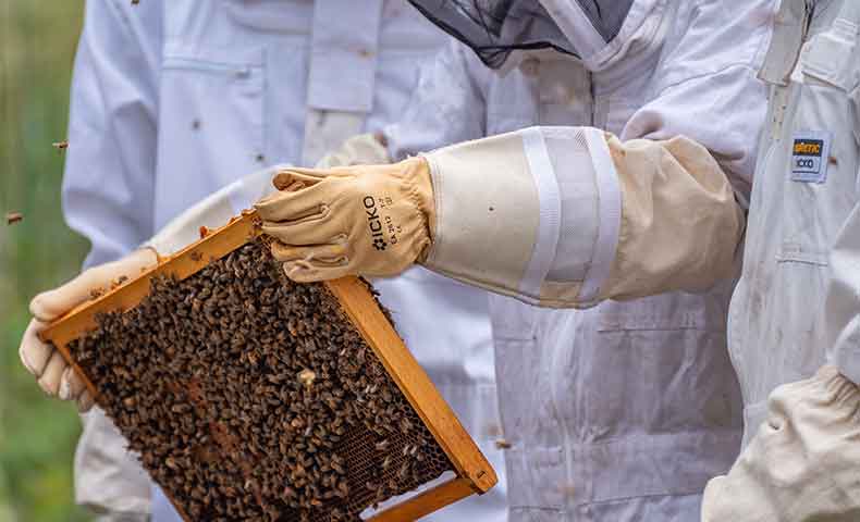 miniature souhaitez vous débuter l'apiculture