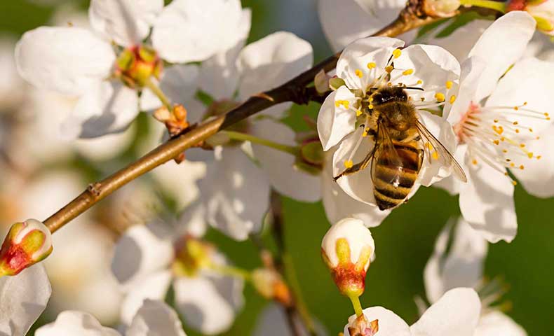 conseils apiculture mois par mois icko